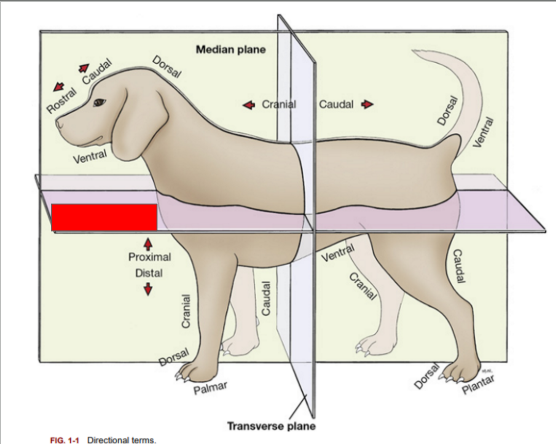 <p>What is the name of the plane blocked out in red?</p>