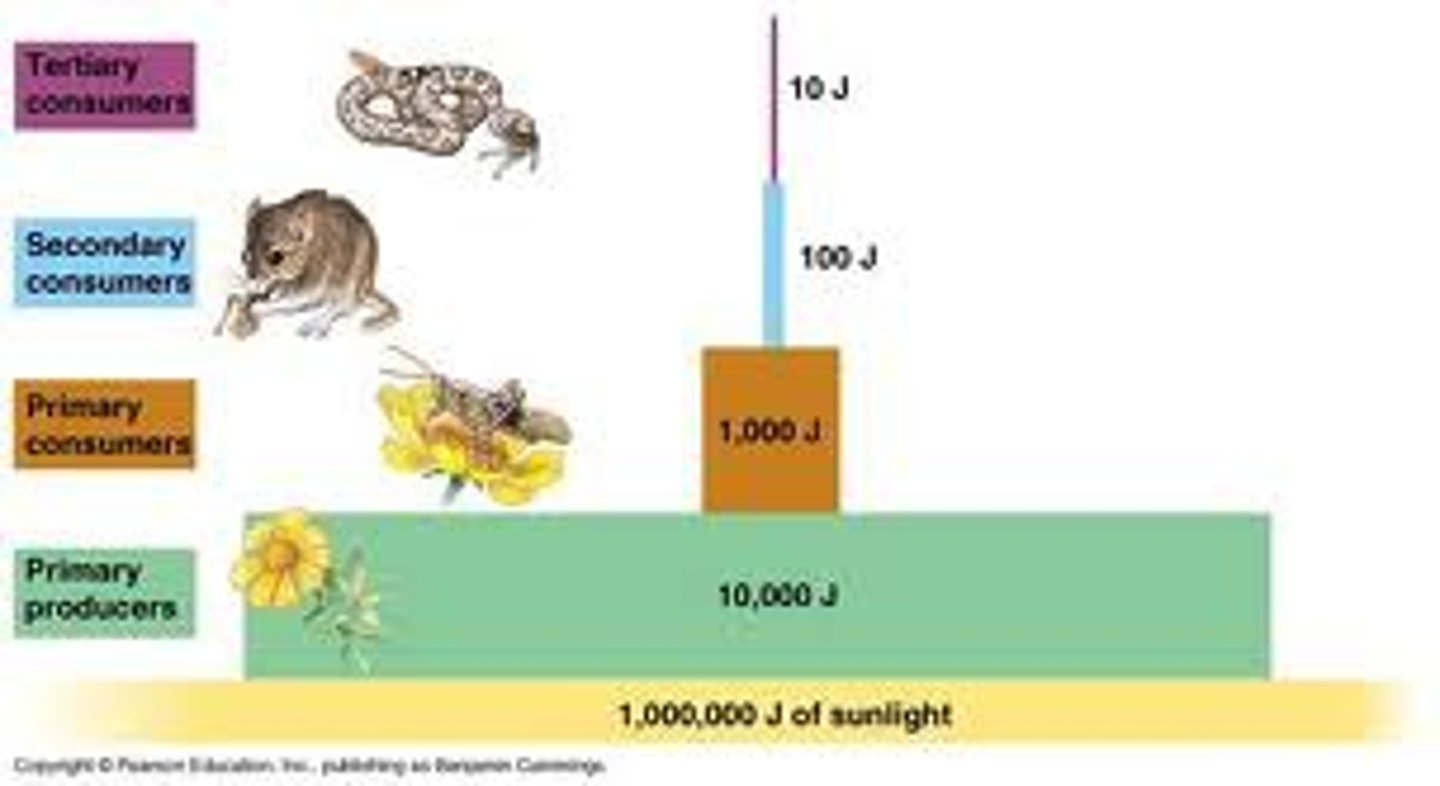 <p>An organism that obtains energy by feeding on other organisms or their remains.</p>