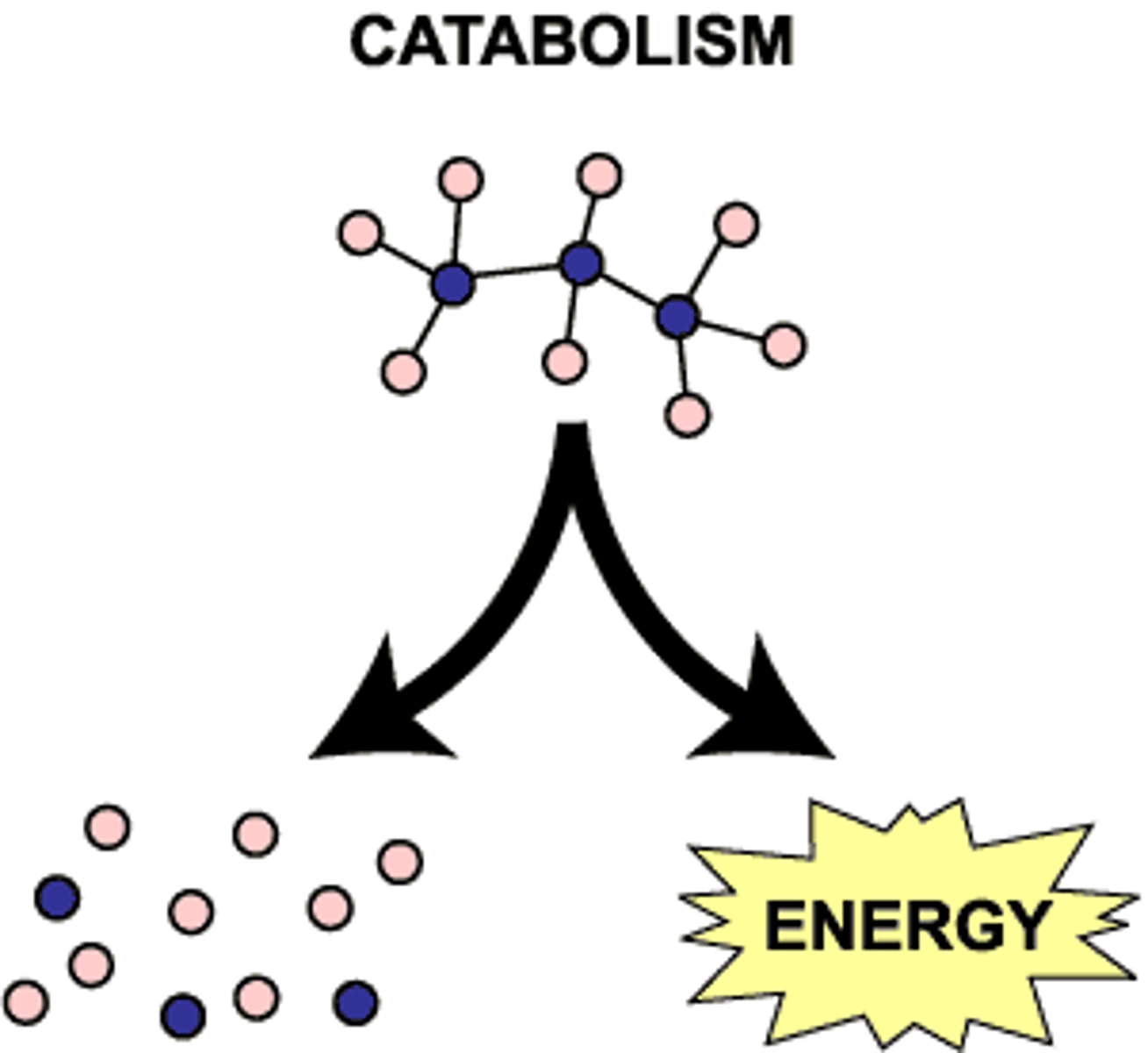 <p>Large molecules broken down into smaller ones</p>