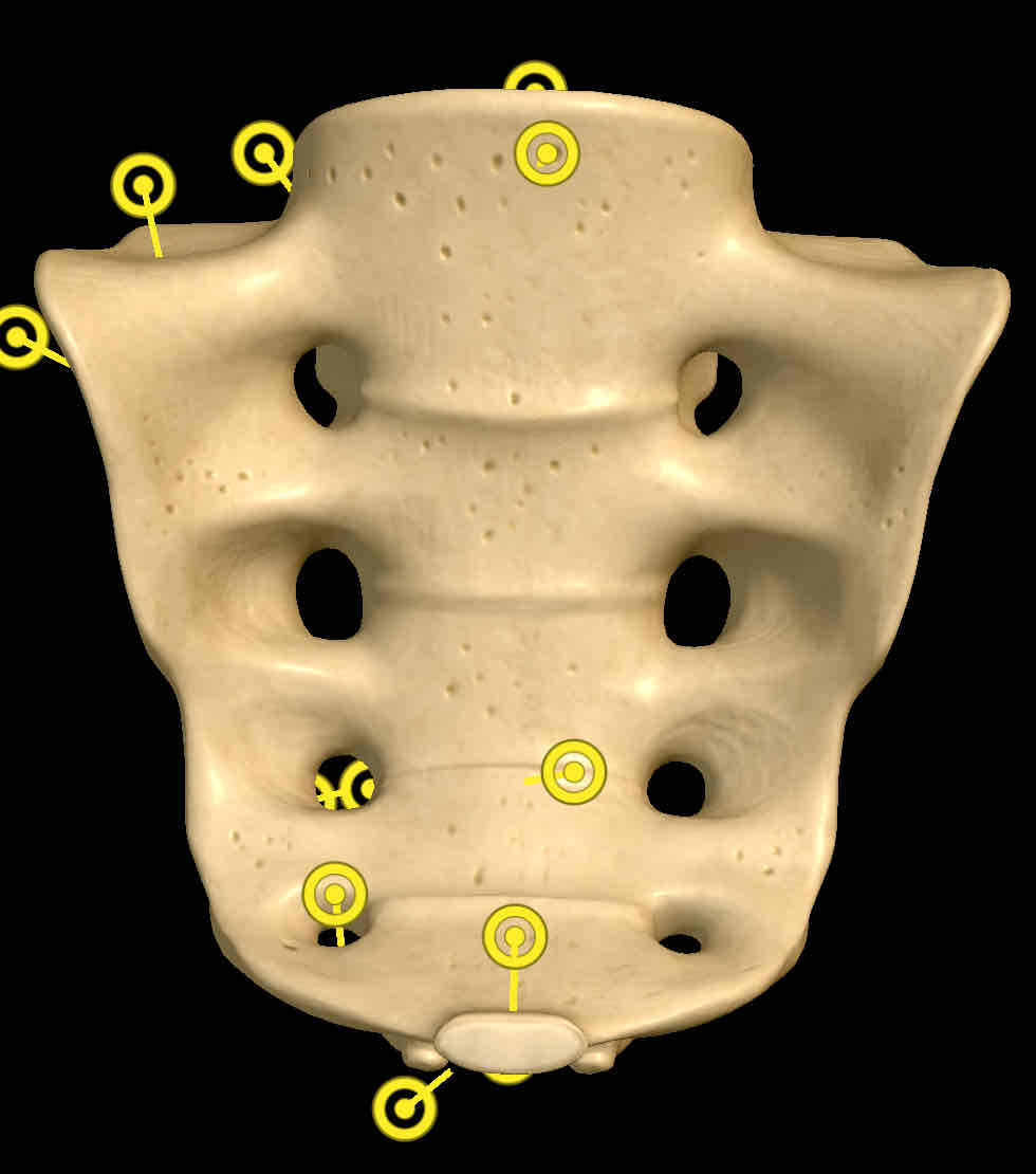 <p>Name this bone</p>
