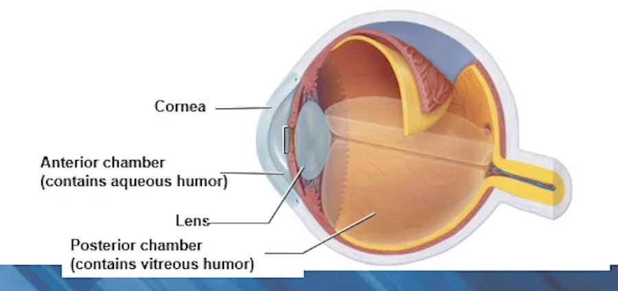 <p>2 Chambers:</p><p>Anterior (between cornea and lens)</p><ul><li><p>Aqueous humour → nutrients and oxygen to lens and cornea</p></li></ul><p>Posterior (behind the lens)</p><ul><li><p>Vitreous humour: gelatinous substance, supporting posterior surface of eye → retina</p></li></ul><p></p>