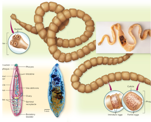 <ul><li><p><span>Very thin, often segmented body</span><br><span>plan</span></p></li><li><p><span>Divided into tapeworms and flukes</span></p></li></ul><p></p>