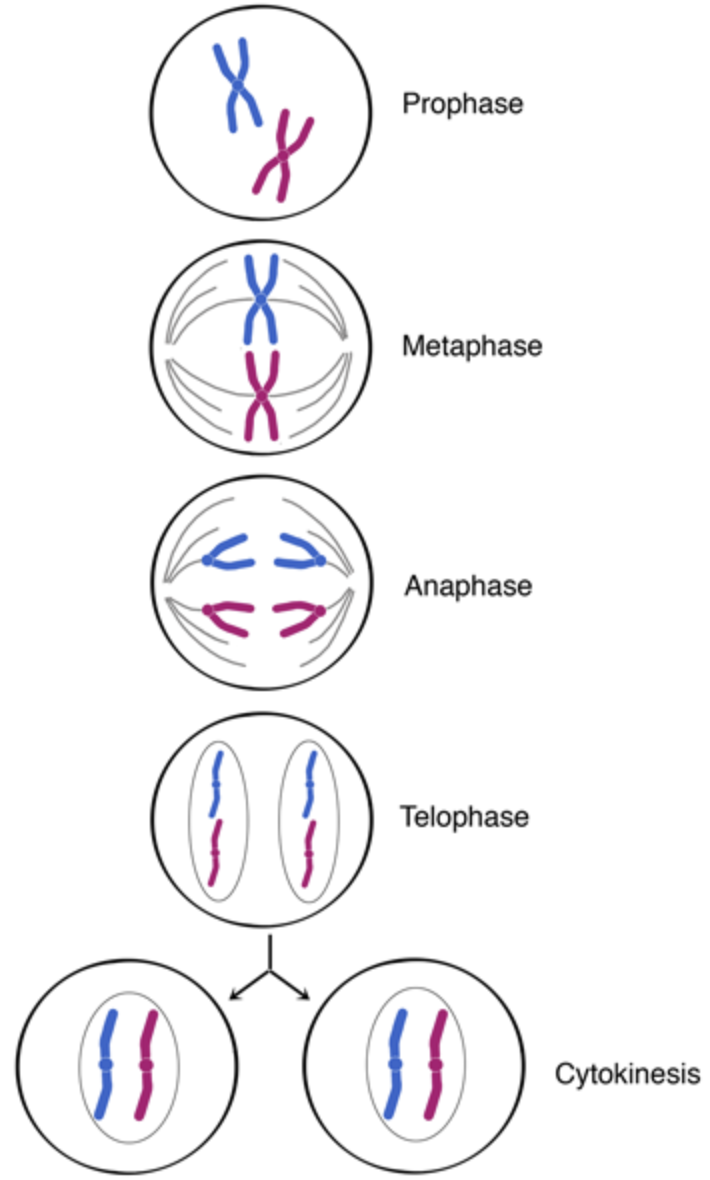 <p>MITOSIS- The number of chromosomes is NOT REDUCED. Ex: A cell with 46 bivalent chromosomes will have 46 monovalent chromosomes after mitosis.</p>