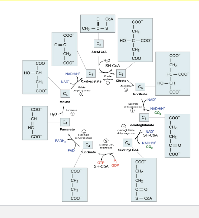 <ul><li><p>starting with acetyl-coA the final reaping of 1 TCA cycle is as follows</p><ul><li><p>3 NADH → 3 NAD+ → 9 ATP</p></li><li><p>FADH<sub>2</sub> → FAD → 2 ATP</p></li><li><p>GDP + P<sub>i</sub> → GTP</p></li><li><p>in total = 12 ATP/acetyl coA oxidized</p></li></ul></li></ul><p></p>