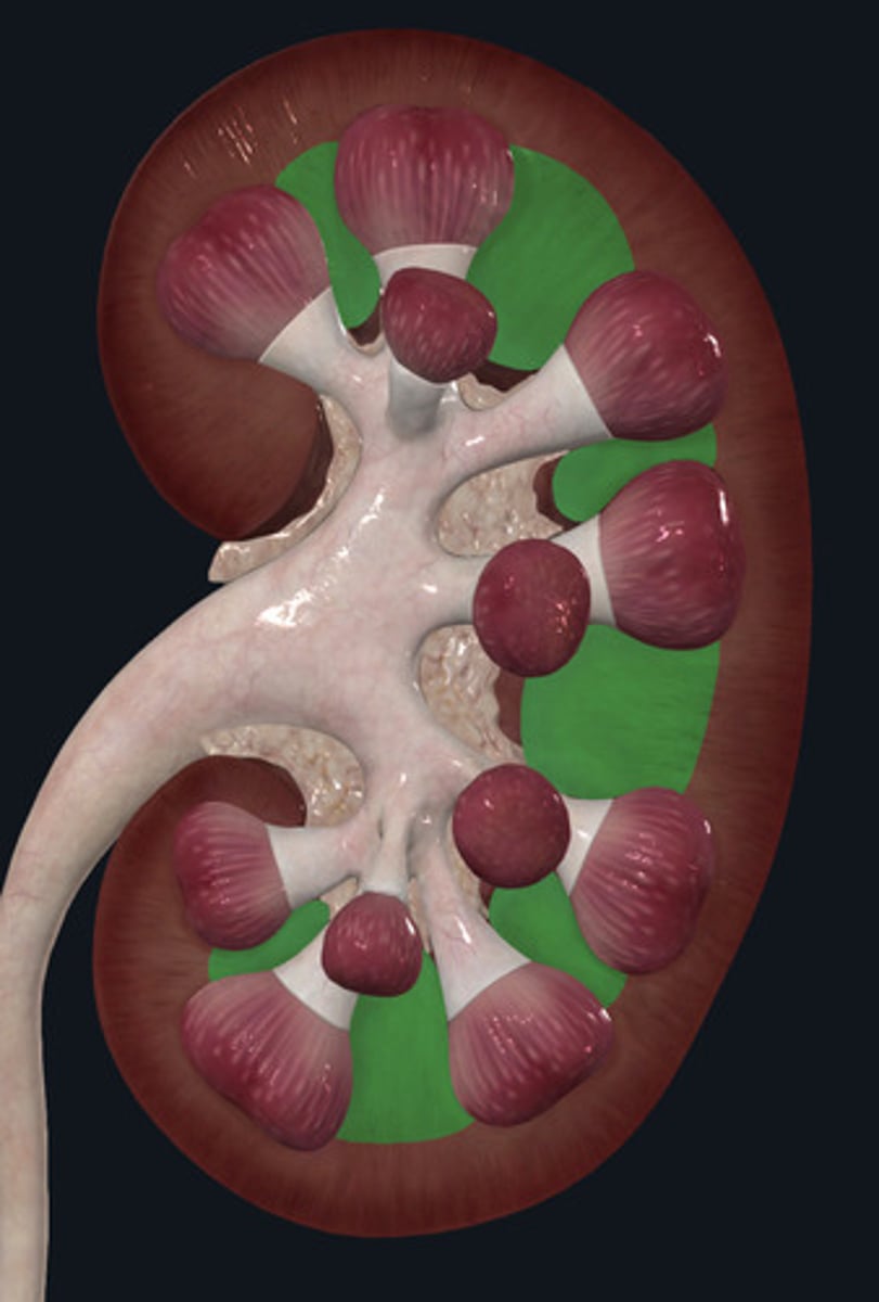 <p>ID Structure Highlighted Green</p>