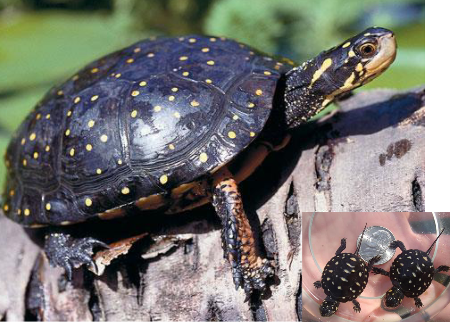 <p><span>what is this and what are its habitat and diet preferences</span></p>