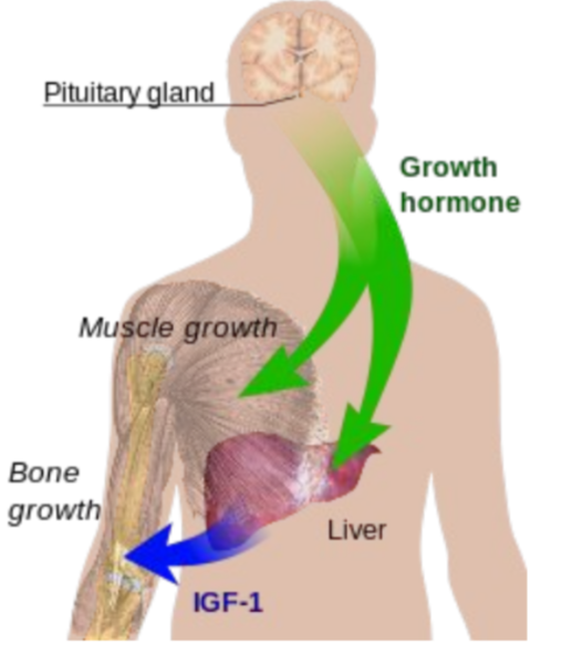 * Peptide hormone released from the anterior pituitary gland 
* Important for normal growth during childhood 
  * Stimulates cells to grow and divide 
  * Makes long bones increase in length 
  * Increases muscle mass
  * GH released during deep sleep repair of body tissues 
  * Many secondary roles (glucose metabolism) 

Note: 

* Too much in kids - gigantism 
* Too little - Pituitary dwarfism (proportional) 
* Too much in adults - Acromegaly 