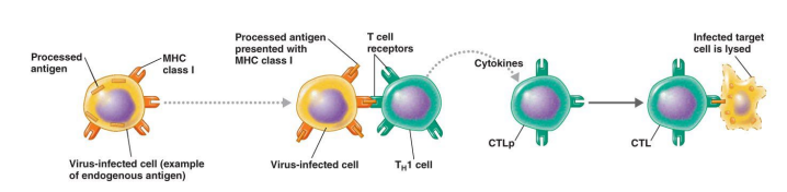 <p>Cellular (Cell-Mediated) Immunity&nbsp;(adaptive immunity) is Mediated by T lymphocytes (T cells). T cells recognize <strong>antigenic peptides</strong> that are <strong>processed and presented</strong> on the surface of infected or antigen-presenting cells. This branch is essential for <strong>destroying infected cells</strong>, activating other immune cells, and coordinating the overall immune response.</p><p></p><p>Describe the steps of activation of cytotoxic T lymphocytes. </p>