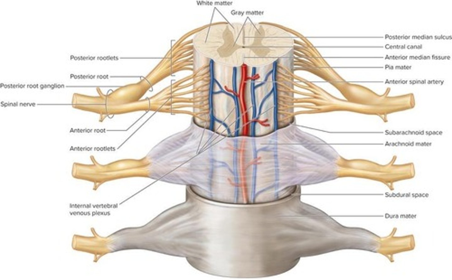 <p>Columns of white matter</p>