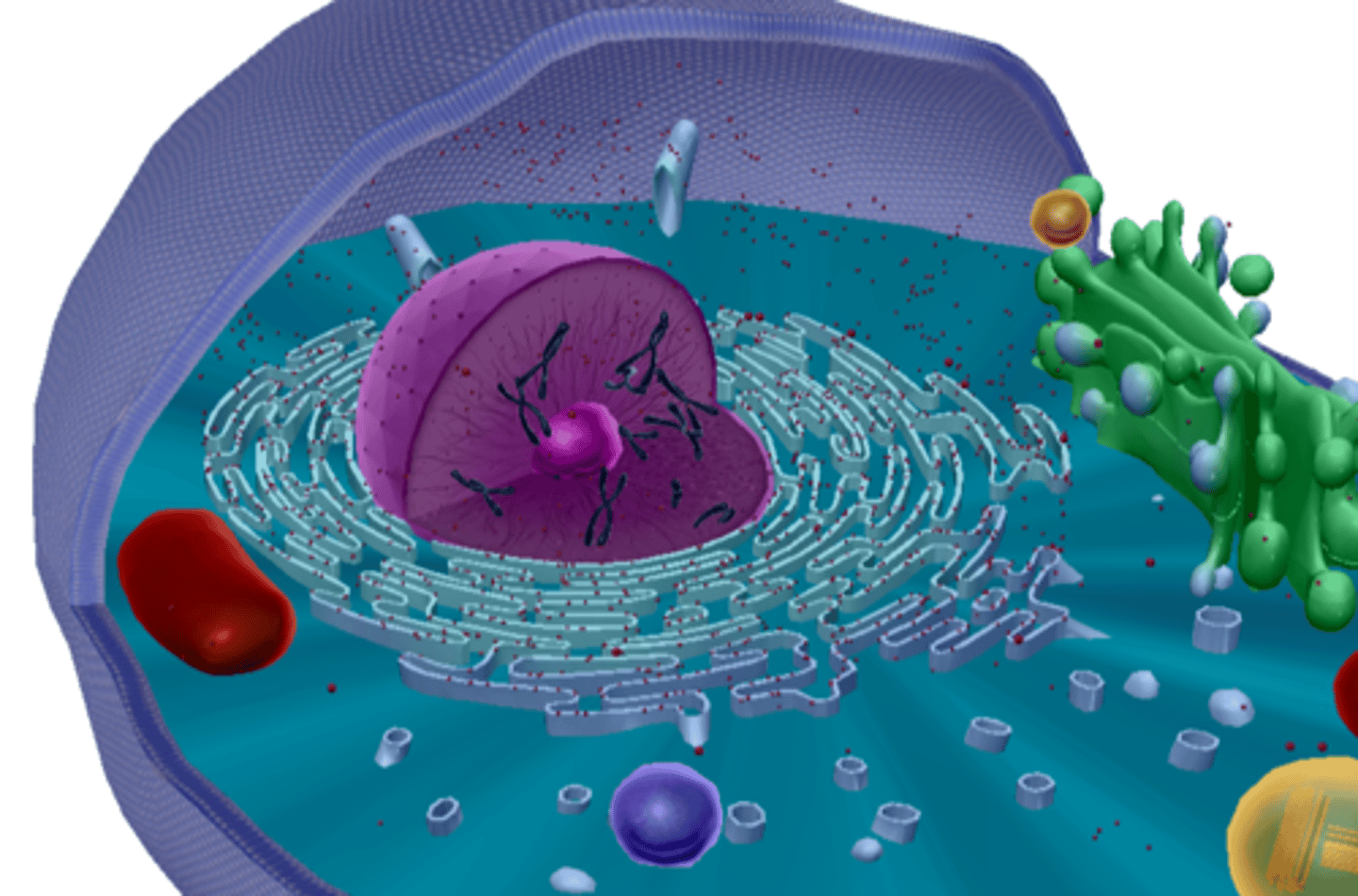 <p>Everything inside a cell</p>