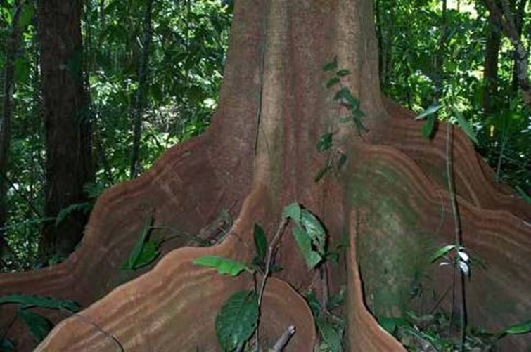 <p>aerial roots with a support role; they are encountered in some tropical tree species</p>