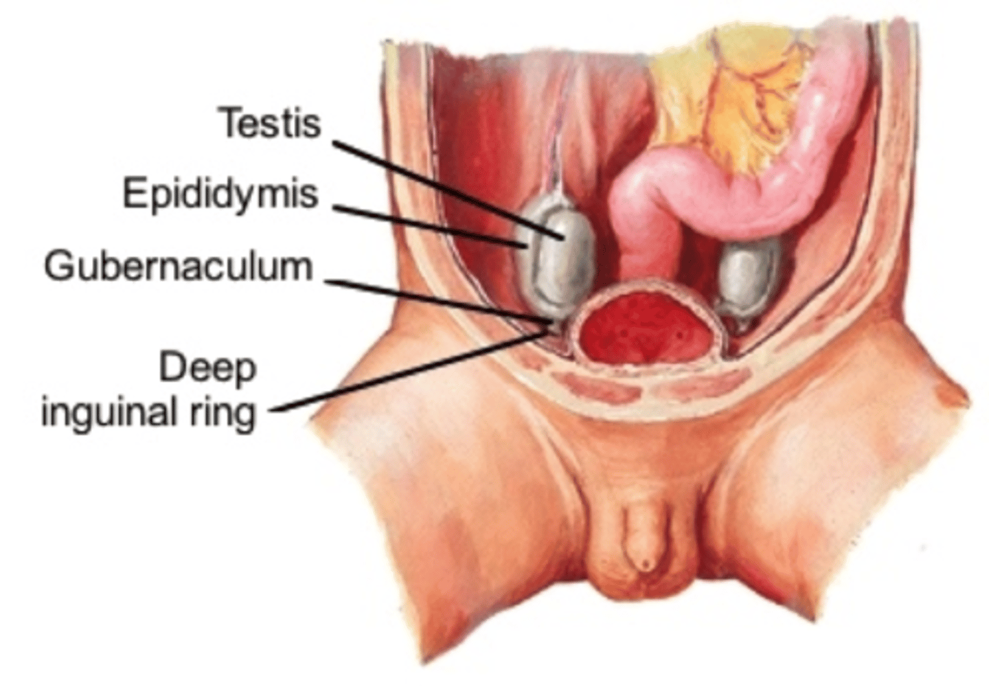 <p>Connective tissue guiding testis descent.</p>