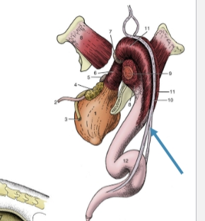 <p>blue</p><p>muscle respon. for retracting penis back into abdom. and prepuce</p>