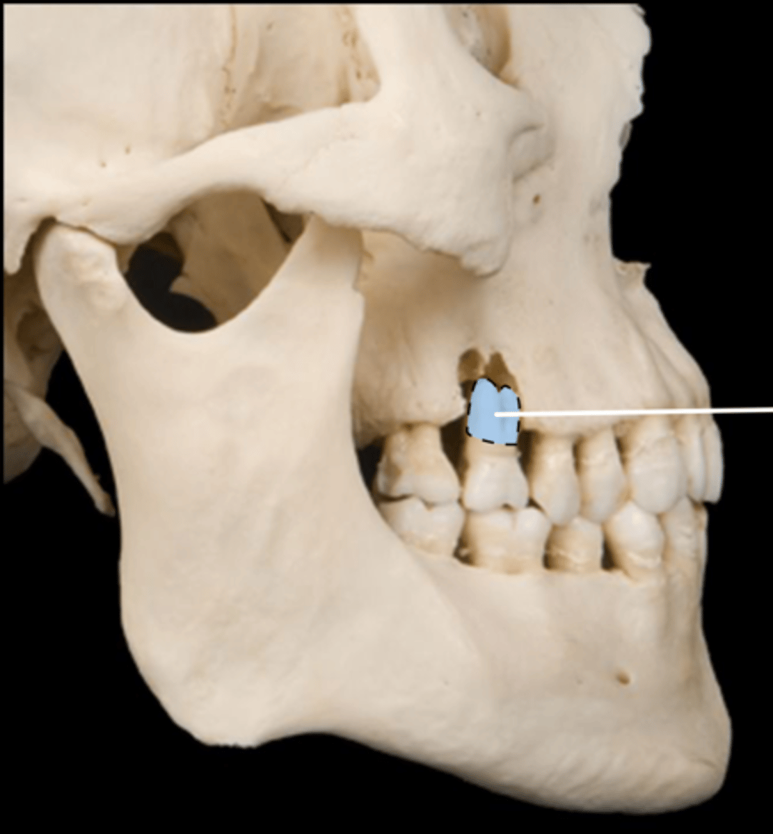 knowt flashcard image