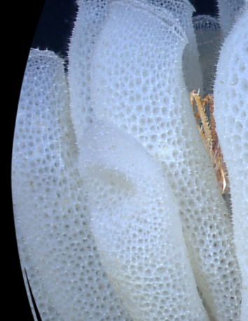 <p>Phylum</p><p>Porifera</p><img src="https://knowt-user-attachments.s3.amazonaws.com/6830368d-c6ac-4a30-8ec2-f8da204f9458.png" data-width="100%" data-align="center" alt="knowt flashcard image"><p></p>