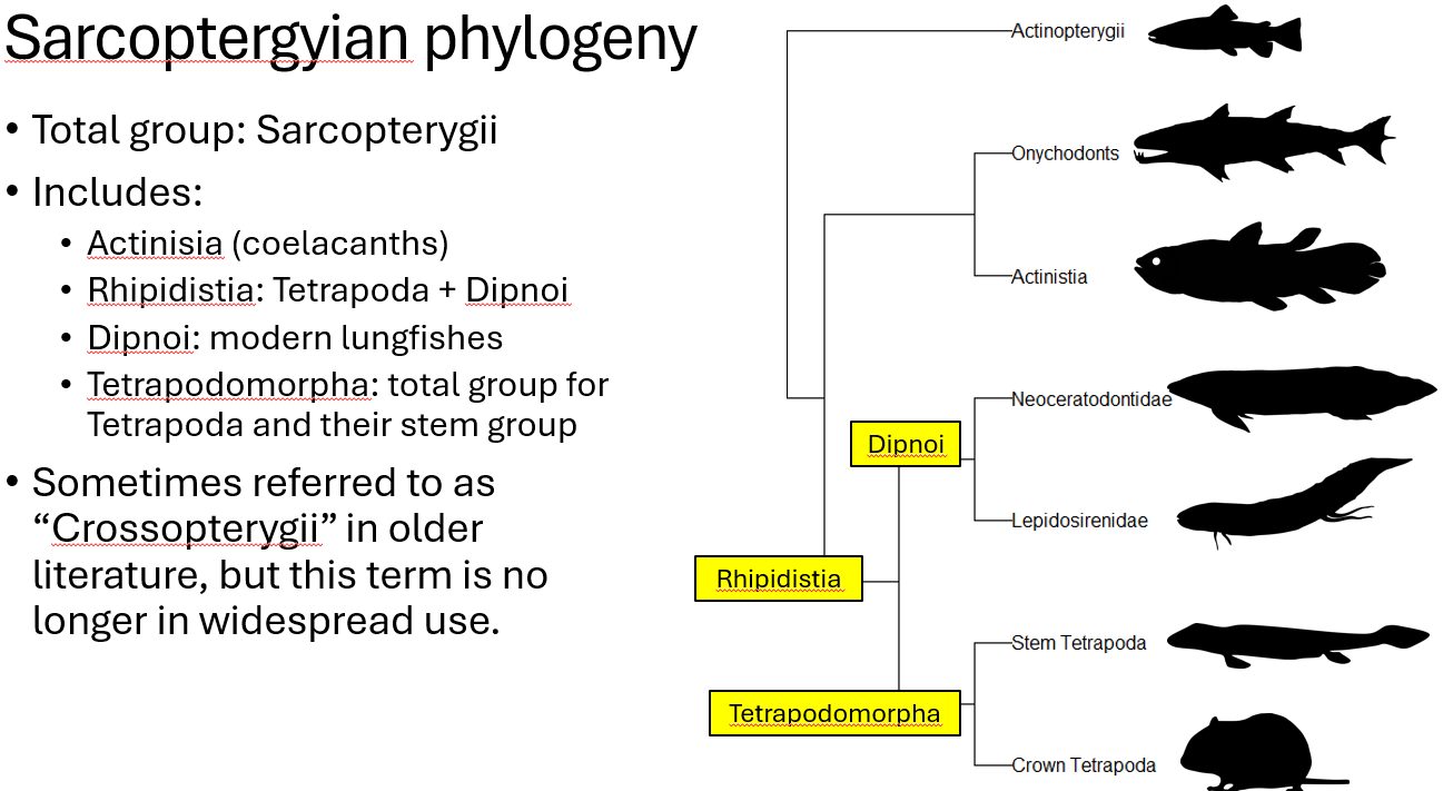 <p>actinistia/coelacanths, rhipidistia=tetrapoda+dipnoi, dipnoi (modern lungfish),tetrapodamorpha=tetrapods and their stem group</p>