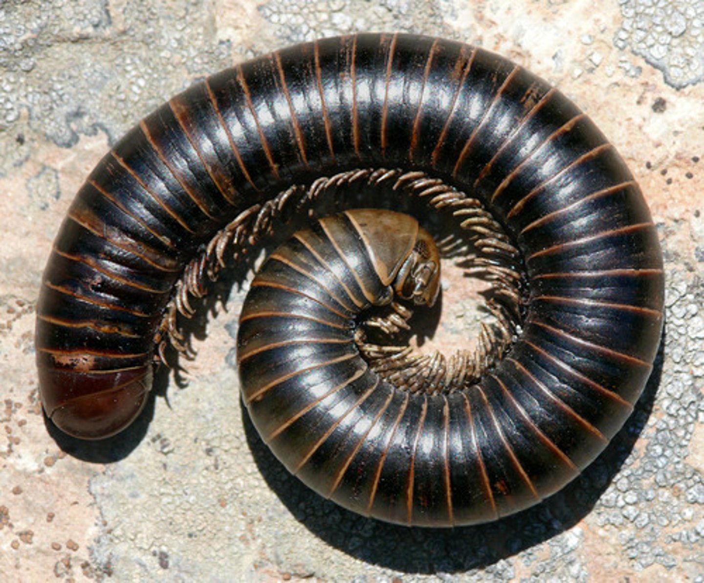 <p>Millipedes (2 pairs of legs per segment)</p>