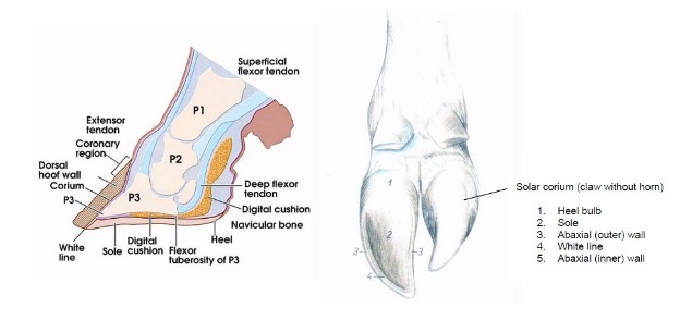 <ul><li><p><span>Most common- subsolar abscesses</span></p></li><li><p><span>Environment-induced (concrete)</span></p></li><li><p><span>Teatment-opening of abscess, if possible, claw block application, stall confinement, deep bedding</span></p></li><li><p><span>Antibiotics ineffective for most causes of lameness, except footrot</span></p></li></ul><p></p>