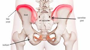 <p><strong>RIDGE/BUMP THAT STICKS OUT </strong>of a bone</p><ul><li><p>This is SLENDER RIDGE OF A BONE </p></li></ul><p></p>