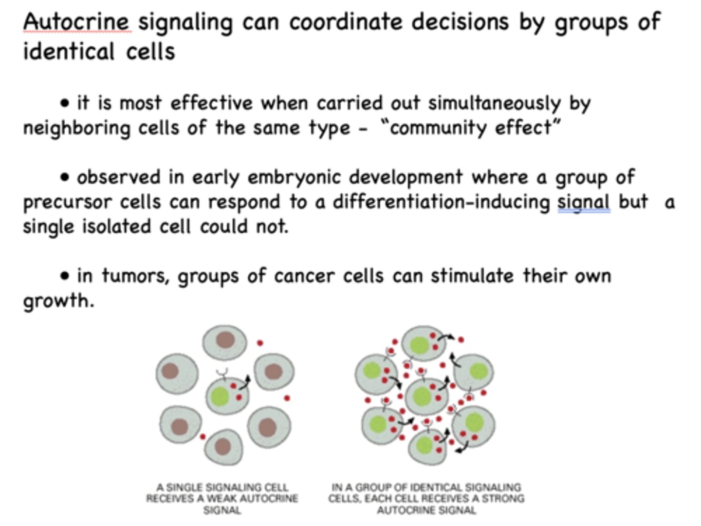<p>Autocrine signaling</p>
