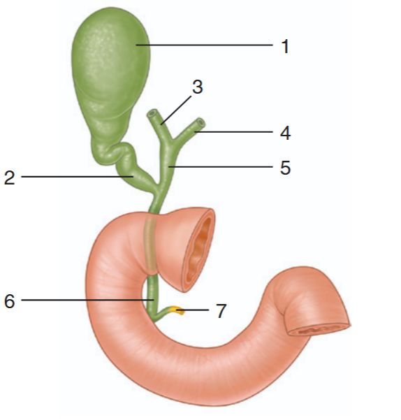 <p>identify the indicated parts of the bile drainage system</p>