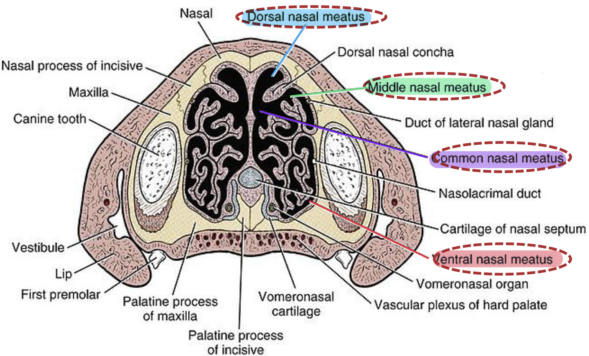 <p><span style="color: #00d6ff"><strong><mark data-color="blue" style="background-color: blue; color: inherit">Dorsal Nasal Meatus:</mark></strong></span></p><ul><li><p><strong><u>Location:</u> </strong>Between the <span style="color: #00d6ff"><strong>dorsal conchae</strong></span><strong> </strong>and <span style="color: #00d6ff"><strong>roof</strong></span><strong> </strong>of <span style="color: #00d6ff"><strong>nasal cavity </strong></span></p></li></ul><p><span style="color: #00d749"><strong><mark data-color="green" style="background-color: green; color: inherit">Middle Nasal Meatus:</mark></strong></span></p><ul><li><p><strong><u>Location:</u> </strong>Between <span style="color: #00d749"><strong>dorsal</strong></span><strong> </strong>and <span style="color: #00d749"><strong>ventral conchae </strong></span></p></li></ul><p><span style="color: #ae00ff"><strong><mark data-color="purple" style="background-color: purple; color: inherit">Common Nasal Meatus:</mark></strong></span><strong> </strong>(<em>communicates between the others</em>) </p><ul><li><p><strong><u>Location:</u> </strong><span style="color: #ae00ff"><strong>Adjacent</strong></span><strong> </strong>to <span style="color: #ae00ff"><strong>nasal spetum </strong></span></p></li></ul><p><span style="color: red"><strong><mark data-color="red" style="background-color: red; color: inherit">Ventral Nasal Meatus:</mark></strong></span></p><ul><li><p><strong><u>Location:</u> </strong>Between <span style="color: red"><strong>ventral conchae</strong></span><strong> </strong>and <span style="color: red"><strong>floor</strong></span><strong> </strong>of <span style="color: red"><strong>nasal cavity </strong></span></p></li></ul><p></p>