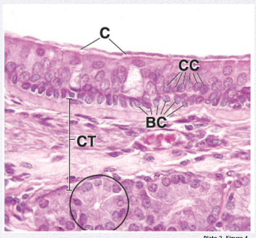 <p>Identify the Epithelium</p>