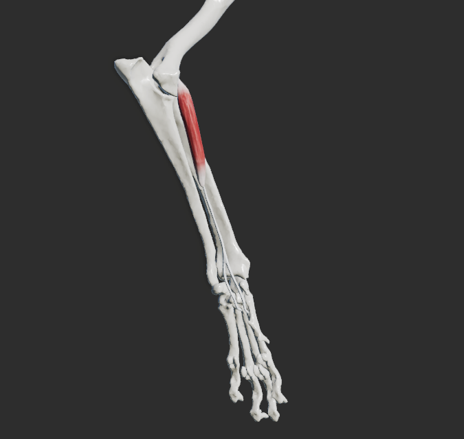 <p>odstup:epicondylus medialis humeri</p><p>úpon:os metacarpale II. et III.</p><p>fce:flexe v articulationes carpi</p>