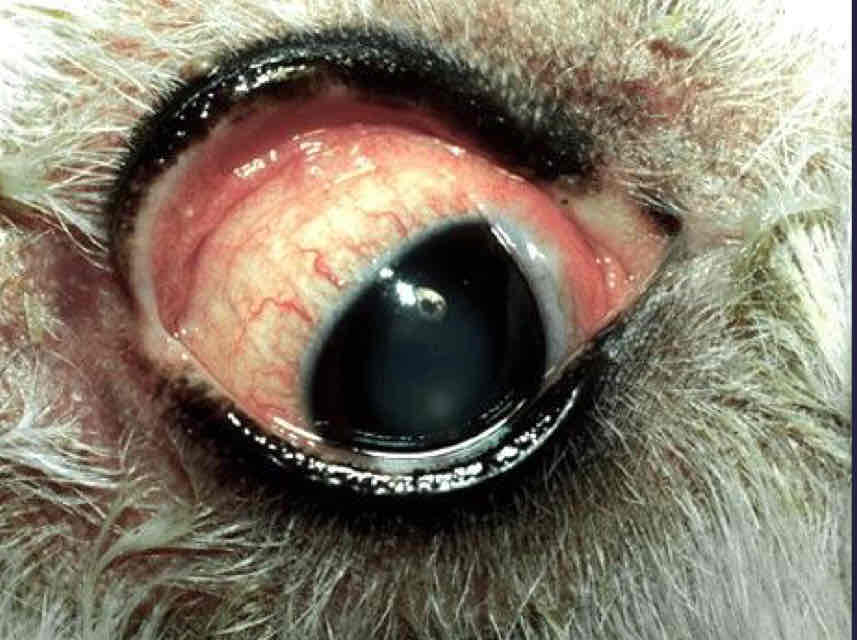 <ul><li><p>Common in all species</p></li><li><p>Very NSF</p></li><li><p>Variable CS: </p><ul><li><p>Conjunctiva hyperemia </p></li><li><p>Chemosis </p></li><li><p>Lymphoid follicles</p></li><li><p>Ocular discharge</p></li></ul></li><li><p>Treatment varies by cause</p></li></ul>
