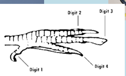 <p>- Most raptors have zygodactyl toes which means that three toes point forward but the first digit is positioned toward the back.</p><ul><li><p>This first digit is called the killing talon because it is used to pierce the body of the prey animal.</p></li><li><p>In Owls when perching, or clutching prey, the outer front toe on each foot swivels to face the rear.  It is able to do this because of a unique flexible joint (When a rabbit or mouse is struggling to get away, it&apos;s very helpful to have an equal number of talons on each side to ensure the prey won&apos;t get free.).</p></li></ul>