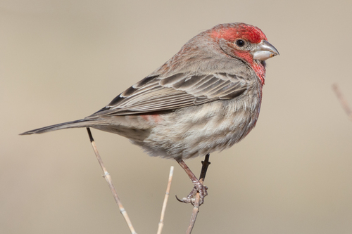 <p><strong>House Finch</strong></p>