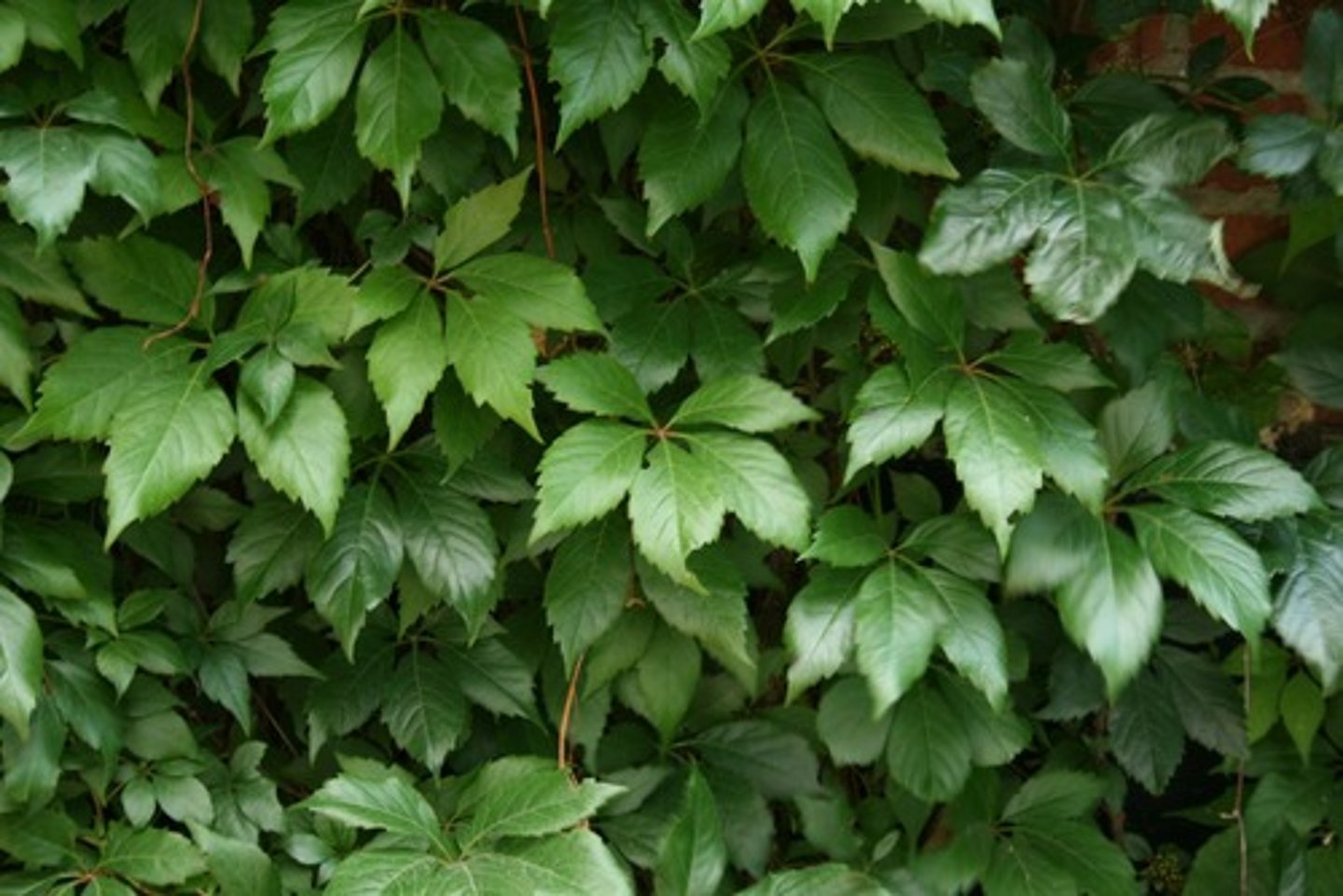<p>Vitaceae Parthenocissus vitacea</p>