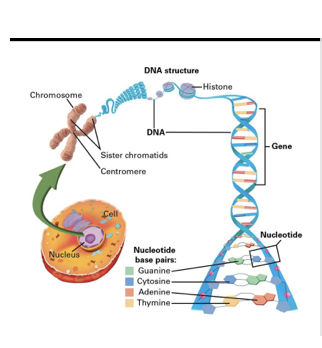 <p>&nbsp;Each cell contains approx. 1.8m of DNA&nbsp;</p><ul><li><p>Coils around histones (proteins) to allow it to condense&nbsp;</p></li><li><p>• Chromosomes only present when cell replication is occurring.&nbsp;</p></li><li><p>• DNA is usually found as chromatin&nbsp;</p></li><li><p>• 23 pairs or 46 chromosomes in each cell</p></li></ul><p></p>