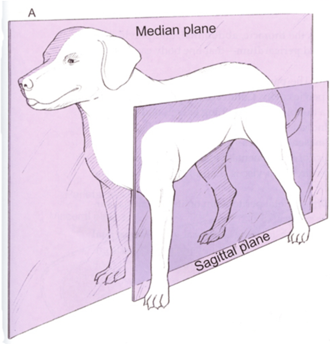 <p>Lies parallel to the median plane; also referred to as a paramedian plane.</p>