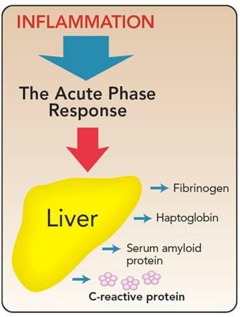 <p>Blood proteins connecting innate and adaptive immunity.</p>