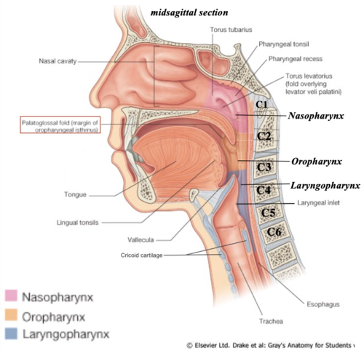 <p>laryngeal inlet</p>