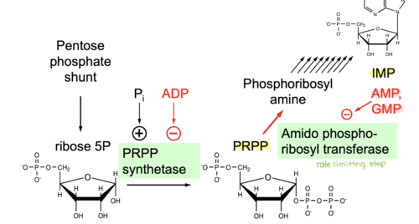 <p>amido phosphoribosyl transferase</p>