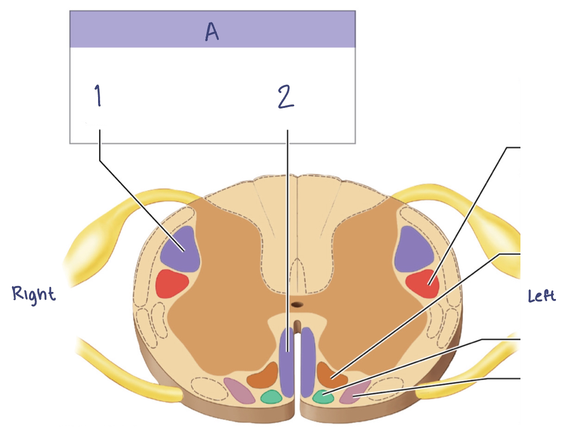 <p>A. Corticospinal pathway</p><ol><li><p>Lateral corticospinal tract</p></li><li><p>Anterior corticospinal tract</p></li></ol><p></p>