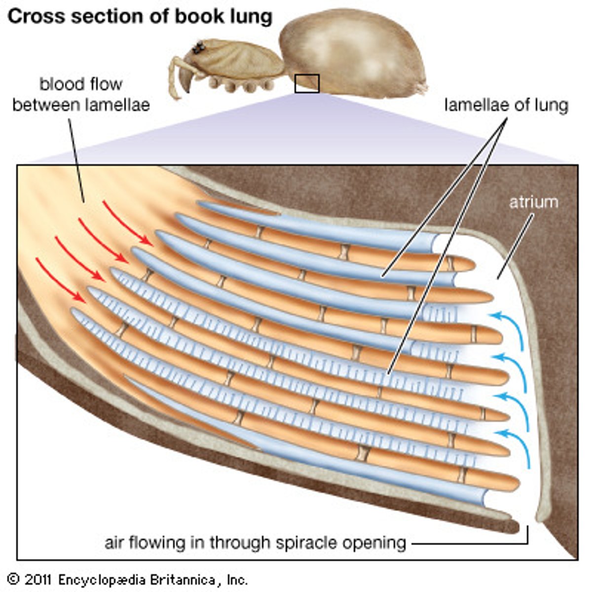 <p>A plate-like respiratory structure found on arachnids that allows air to enter their bodies and go straight into tissues (does not have to enter a respiratory system). Aquatic chelicerates have book gills.</p>