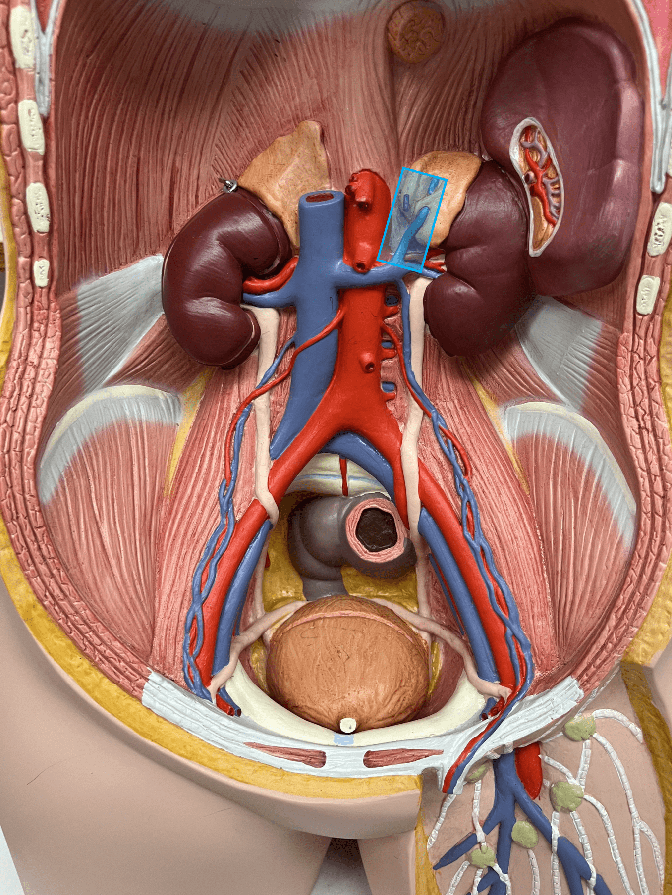 <p>• A vein of the abdomen.</p>
<p>• Drains the adrenal glands.</p>
<p>• Empties into the inferior vena cava (R.) or the L. renal vein (L.).</p>
<p>• On the inferior vena cava, inferior to the hepatic veins and superior to the renal veins (R.).</p>