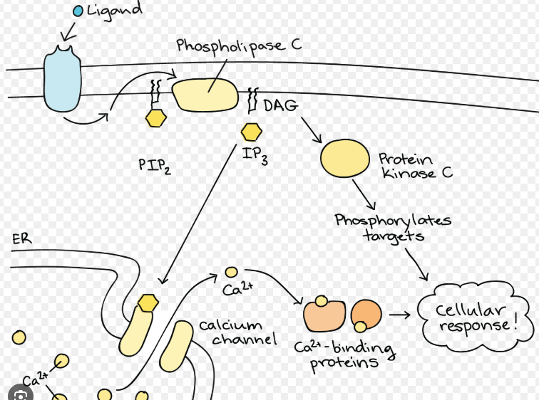 <p>The chain of molecules that relay signals inside a cell. Binding of ligands initiates there. Basically ligands bind to receptor which releases ligands that binds to another receptor and so on.</p><p>Image attached outlines an example of a ___ ___ __ __</p>