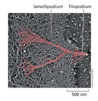 <p>bundles of actin — formins</p><p>thought to function in sensing, attachment and guidance during movement</p>