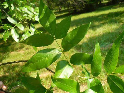 Green Ash