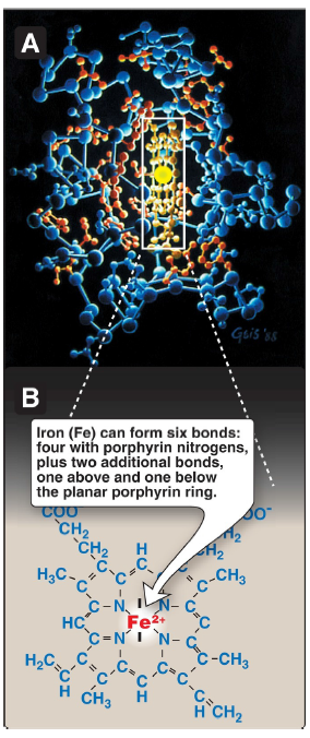 <p>Iron (Fe)</p>