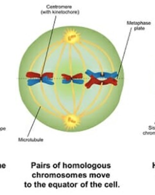 <p>Chromosomes align horizontally, and for the homologous (same structures/features) chromosomes, the centromeres are positioned toward opposite poles of the cell. </p>
