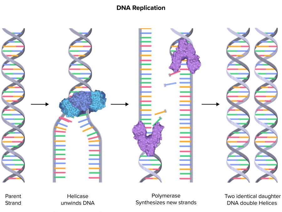 <p><span>What is the first step of DNA replication?</span></p>