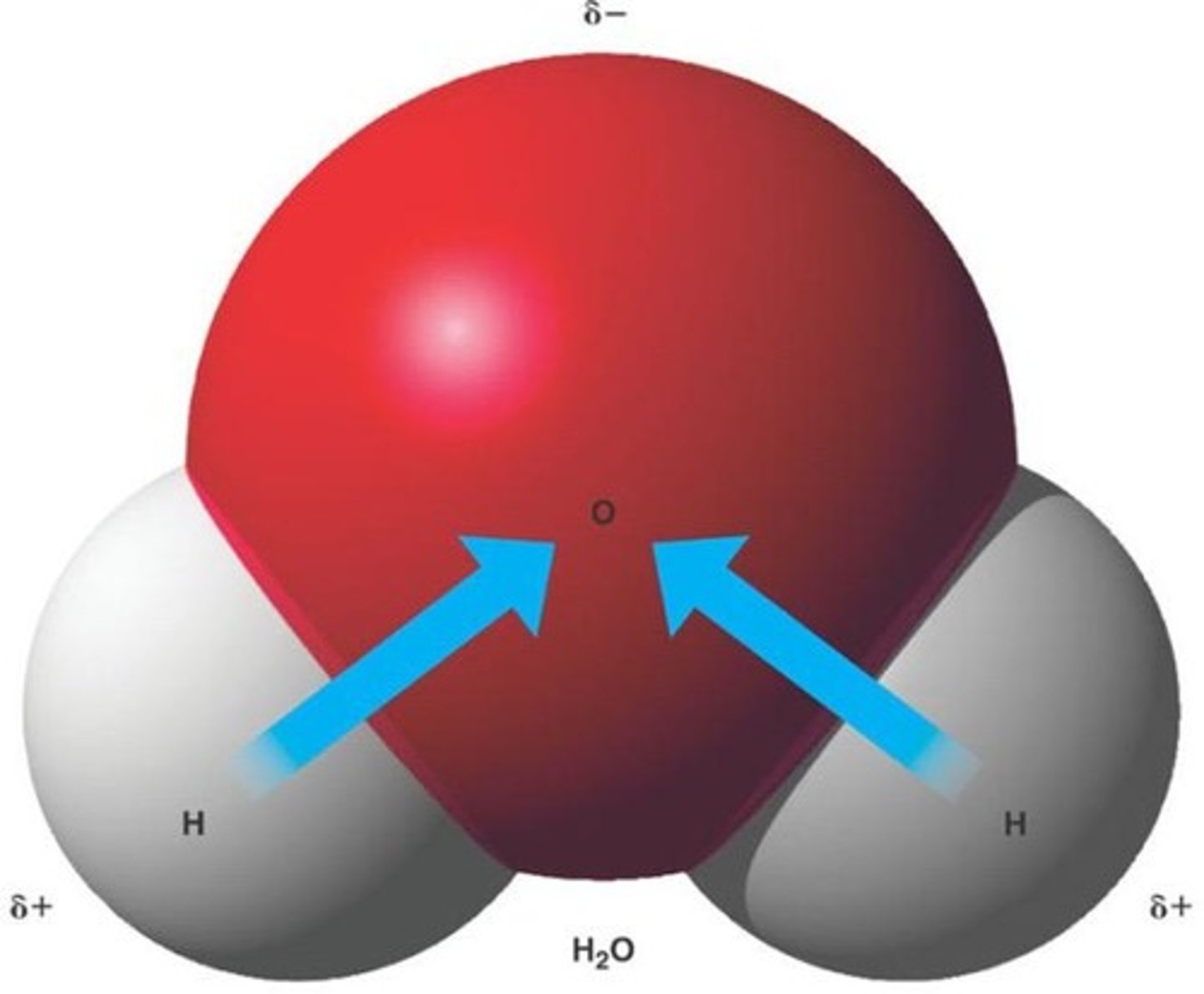 <p>Solid H2O (ice) is less dense than liquid H2O, allowing ice to float.</p>