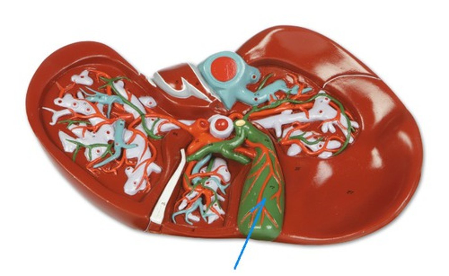 <p>Identify the structure, organ, or bone.</p>