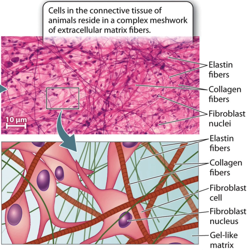 <ul><li><p>connective tissue is <u>extensive</u> in ECM</p></li><li><p>mixture of proteins and polysaccharides secreted by cells</p></li><li><p>composed of large fibrous proteins</p><ul><li><p>including collagen, elastin and laminin</p></li></ul></li><li><p>these proteins are found in gel-like polysaccharide matrix</p></li></ul><p></p>
