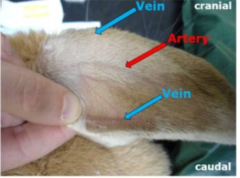 <ul><li><p>jugular (last choice as stressful)</p></li><li><p>cephalic</p></li><li><p>saphenous</p></li><li><p>lateral and medial MARGINAL ear vein = <strong>auricular</strong> vein</p></li></ul><p></p>